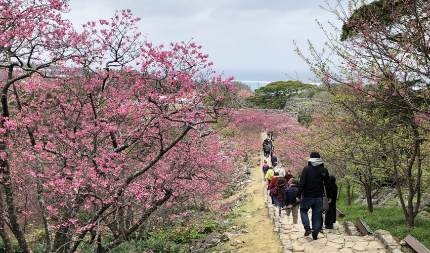 世界遺産の今帰仁グスク桜まつり 株式会社 エー アール ジー